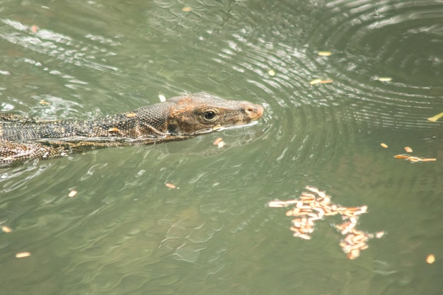 High angle view of frog in water