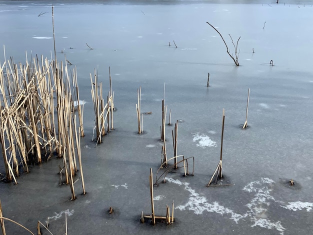 Foto vista ad alta angolazione dell'erba congelata nel lago durante l'inverno