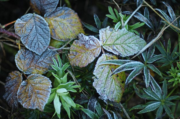 Photo high angle view of frozen leaves