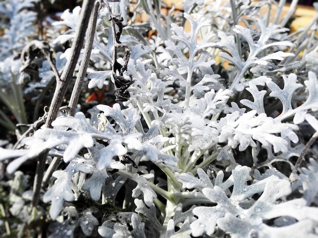얼어붙은 식물 과 방울 을 높은 각도 에서 볼 수 있다