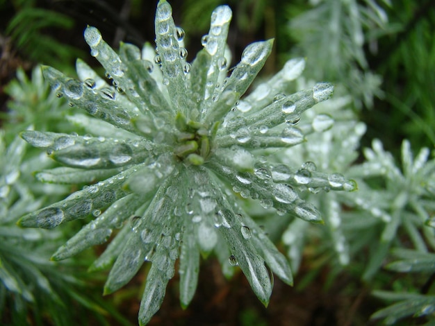 Photo high angle view of frozen plants