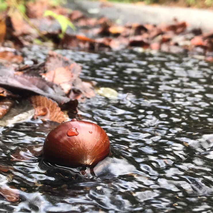 Photo high angle view of fruit in water