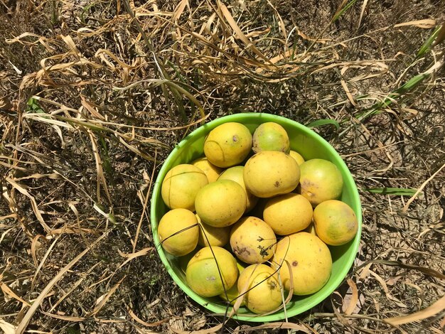 High angle view of fruits on field