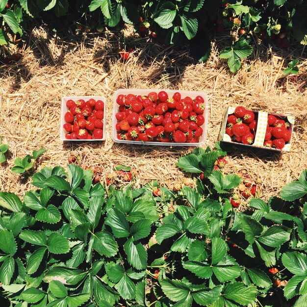 Photo high angle view of fruits on plant