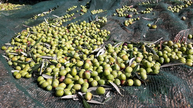 Foto vista ad alta angolazione dei frutti in vendita sul mercato.