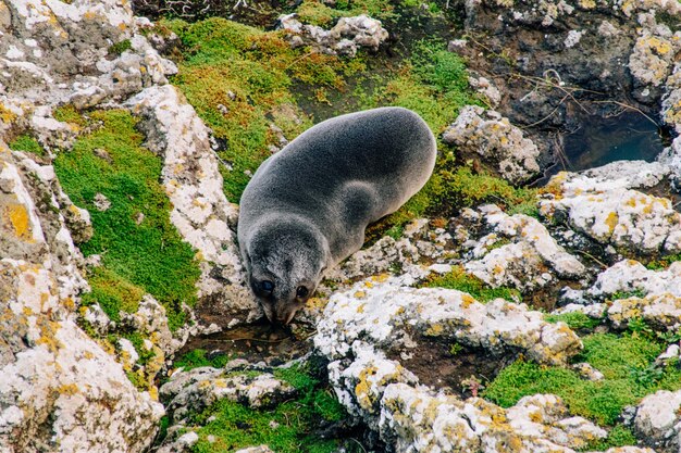 Foto vista ad alto angolo della foca pelosa