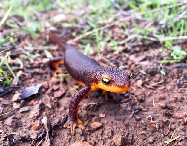 High angle view of gecko