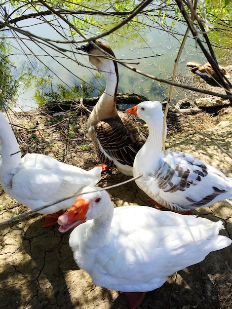 Foto vista ad alto angolo delle oche sulla riva del lago