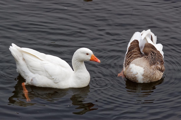 high angle view of geese swimming in lake