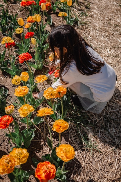 High angle view on the girl with long dark hair picking tulips in colorful flower field