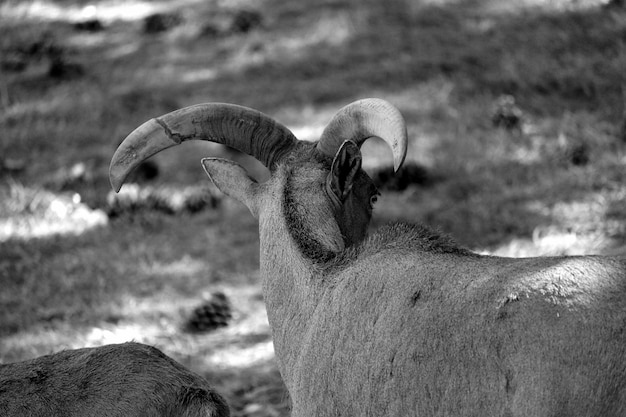 Высокоугольный вид коз на поле