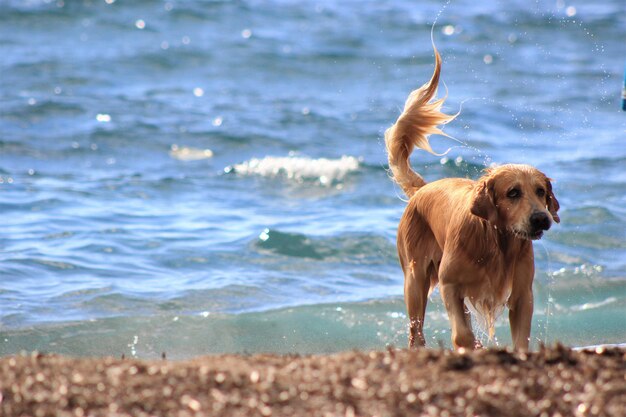 Foto vista ad alto angolo del golden retriever sulla spiaggia