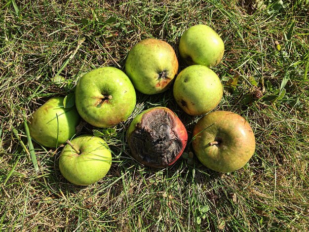 Photo high angle view of granny smith apples on grass