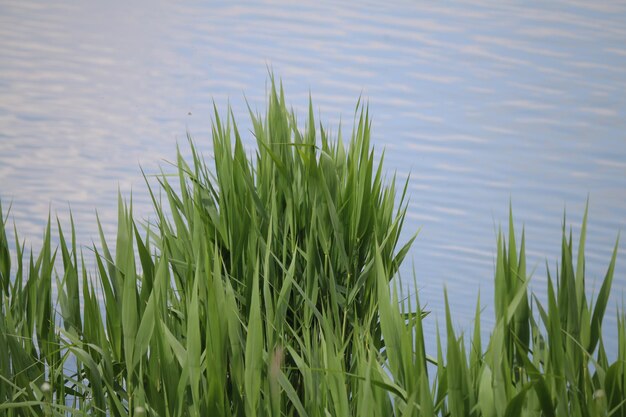 High angle view of grass by lake