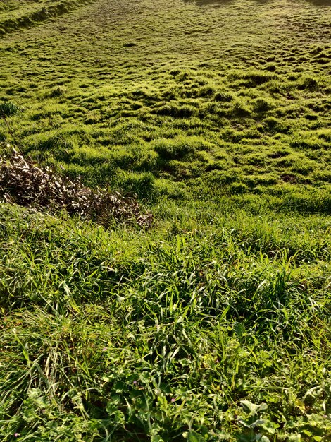 Foto vista ad alto angolo dell'erba sul campo