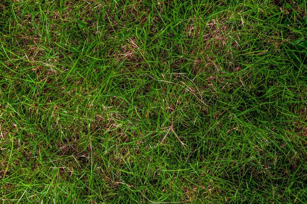 Photo high angle view of grass on field