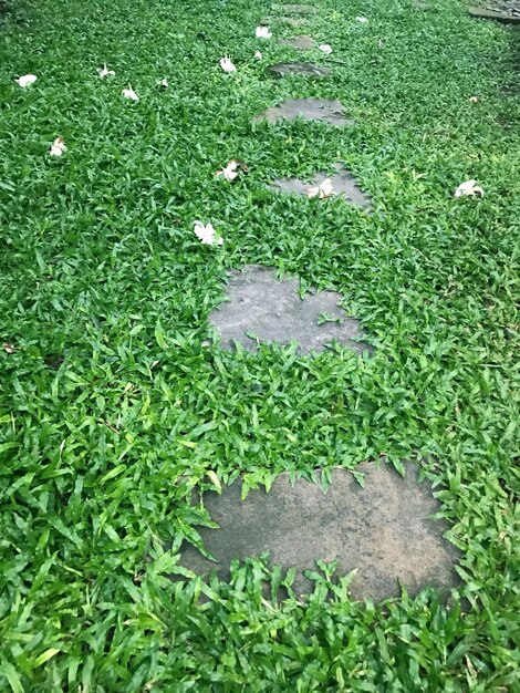 High angle view of grass on field