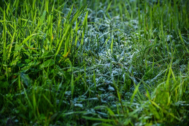 フィールドの草の高角度のビュー