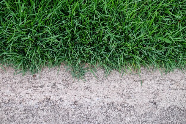 Foto vista ad alta angolazione dell'erba che cresce sul campo