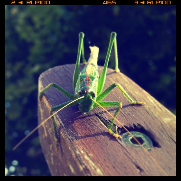 Photo high angle view of grasshopper on wood