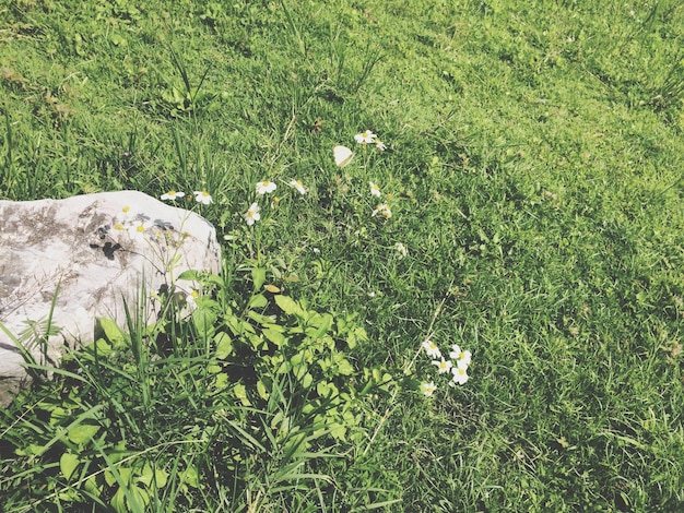 High angle view of grassy field