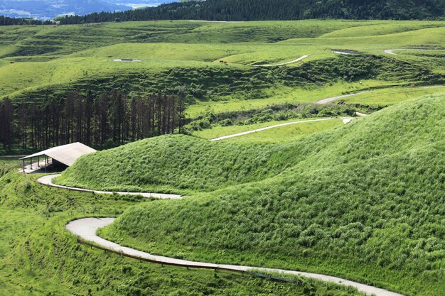 High angle view of grassy field