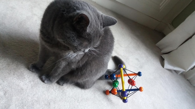 High angle view of gray cat relaxing by toy on rug at home