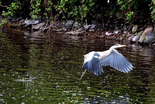 High angle view of gray heron by lake