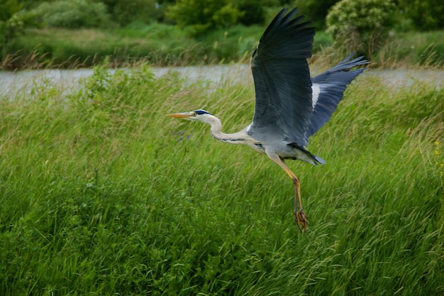 Photo high angle view of gray heron flying in grass