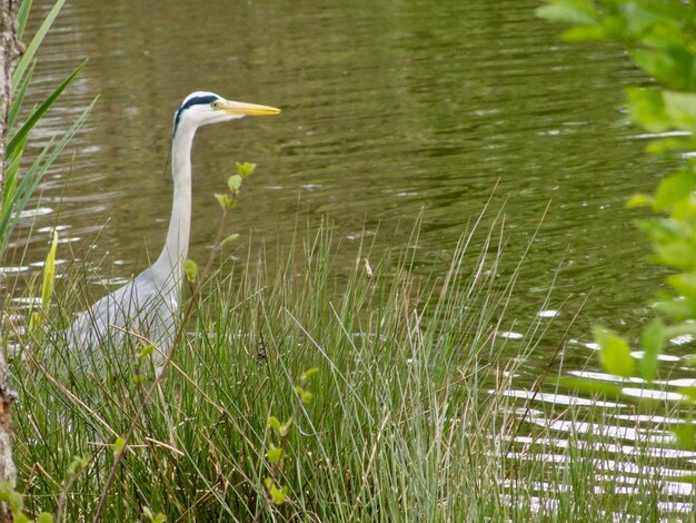 High angle view of gray heron in lake