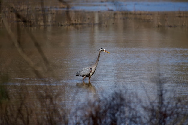 High angle view of gray heron on lake