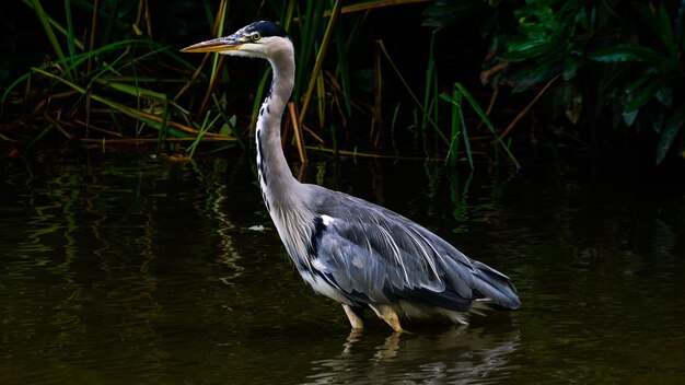 Photo high angle view of gray heron in lake