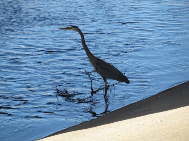 High angle view of gray heron on lake