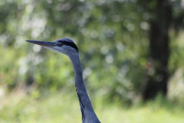 High angle view of gray heron on land