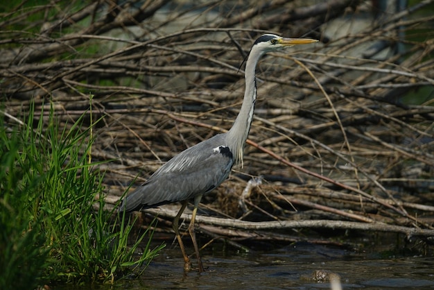 Photo high angle view of gray heron perching on grass