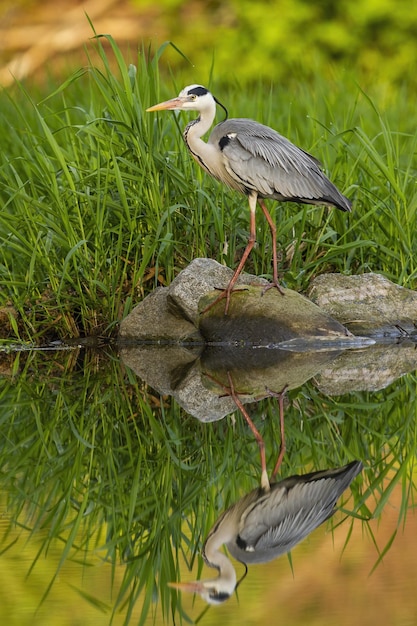 Photo high angle view of gray heron perching on grass