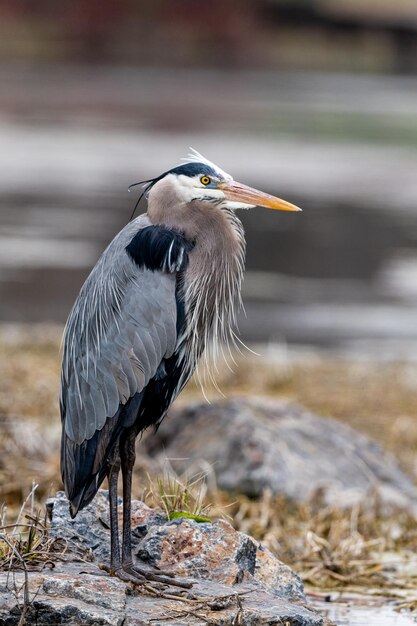 High angle view of gray heron perching on a lake