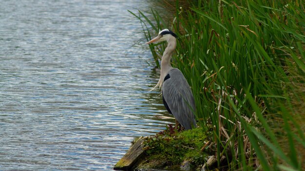 High angle view of gray heron perching on a lake