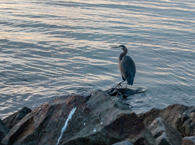 High angle view of gray heron perching on lake