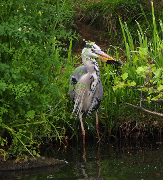 Photo high angle view of gray heron perching on lakeshore