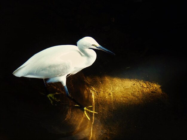 High angle view of gray heron perching