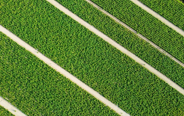 High-angle view of green field