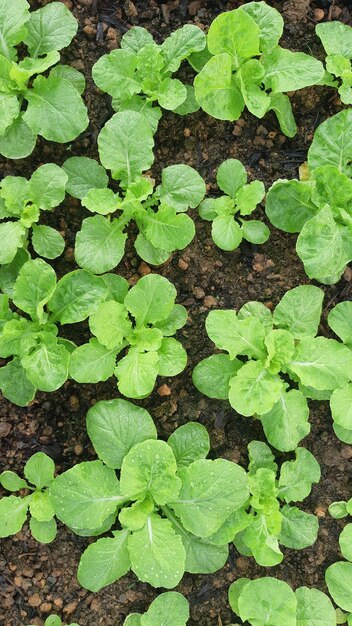 High angle view of green leaf on field