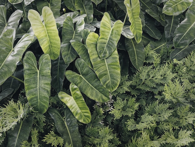 緑の葉植物の背景の高角度ビュー