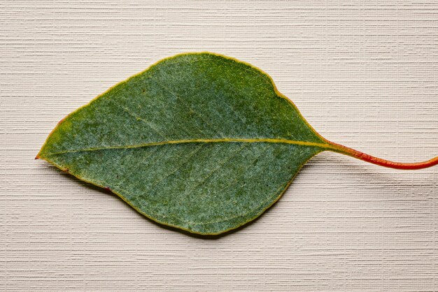 Photo high angle view of green leaf on table