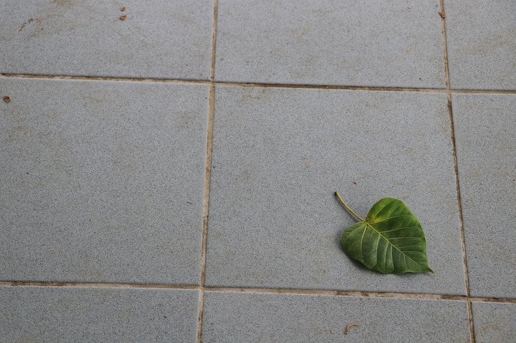फोटो high angle view of green leaf on tiled floor