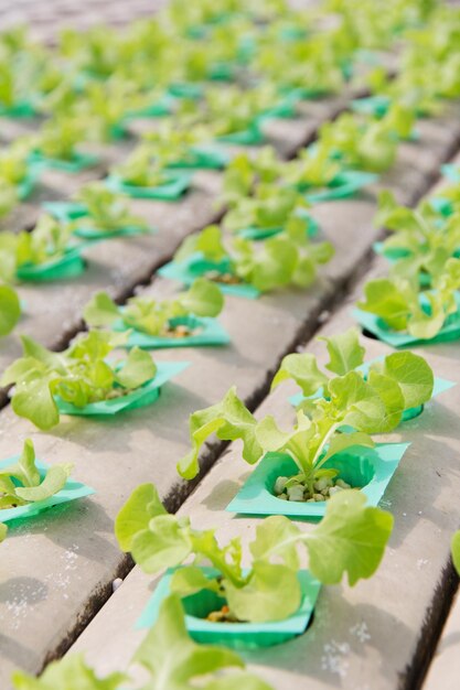 High angle view of green leaf vegetable