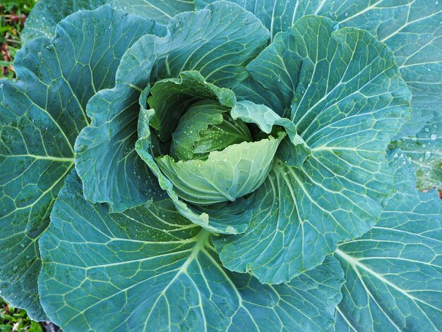 High angle view of green leaf