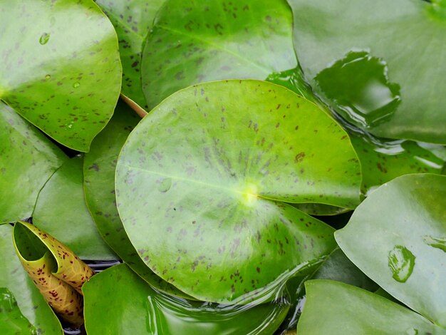 High angle view of green leaves on plant