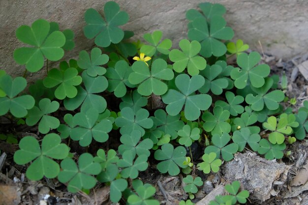 High angle view of green leaves on plant